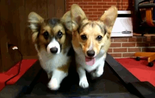 What Do You Need To Know Before Buying A Family Pet?